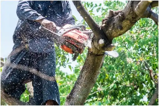 tree services Springville